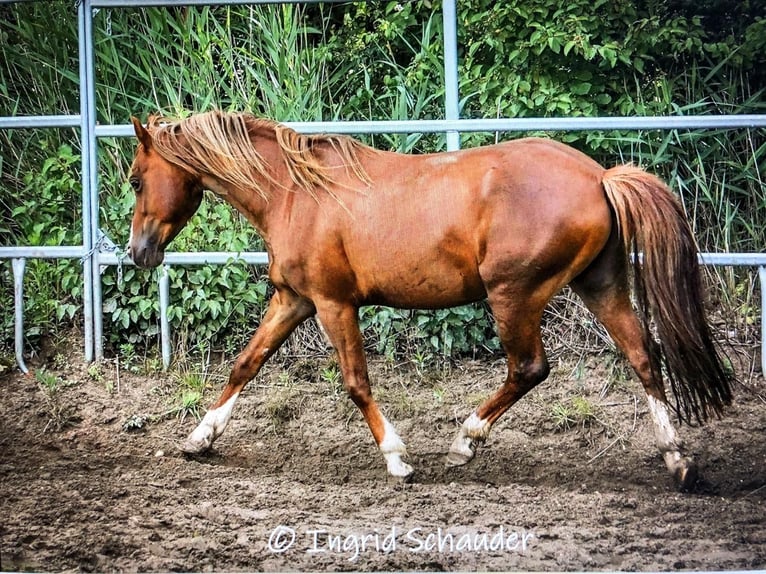 Welsh B Stallion 11 years 13,1 hh Chestnut-Red in Erpolzheim