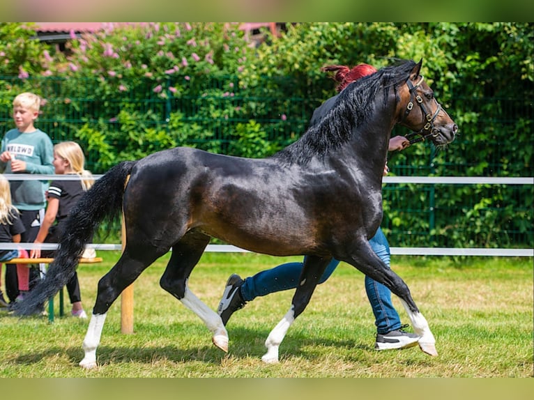 Welsh B Stallion 12 years 13 hh Bay-Dark in Norden