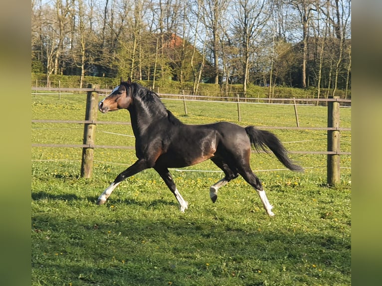 Welsh B Stallion 12 years 13 hh Bay-Dark in Norden