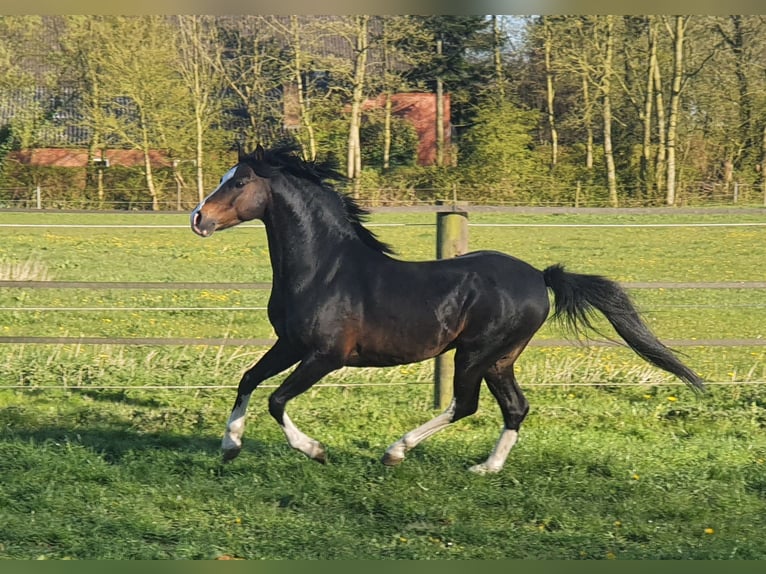 Welsh B Stallion 12 years 13 hh Bay-Dark in Norden