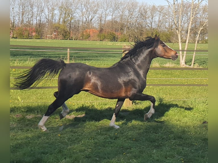 Welsh B Stallion 12 years 13 hh Bay-Dark in Norden