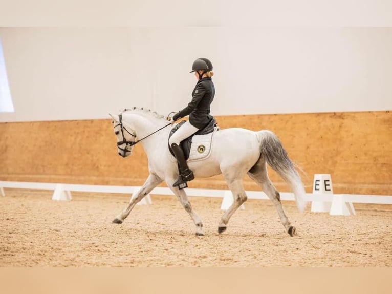 Welsh B Stallion 13 years 12,2 hh Gray in Björkvik