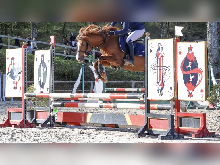 Welsh B Stallion 15 years 12,2 hh Chestnut-Red in Genissac