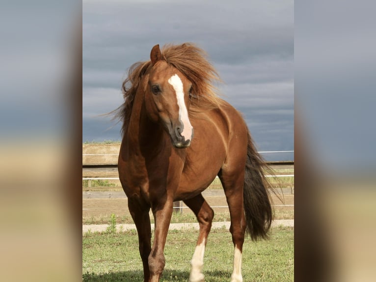 Welsh B Stallion 15 years 12,2 hh Chestnut-Red in Genissac