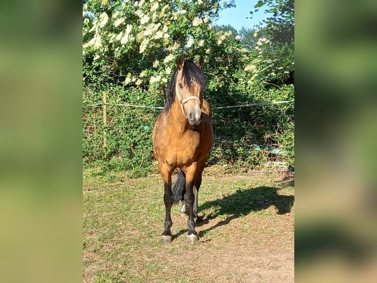 Welsh B Stallion 16 years 13,1 hh Buckskin in Bad Bentheim