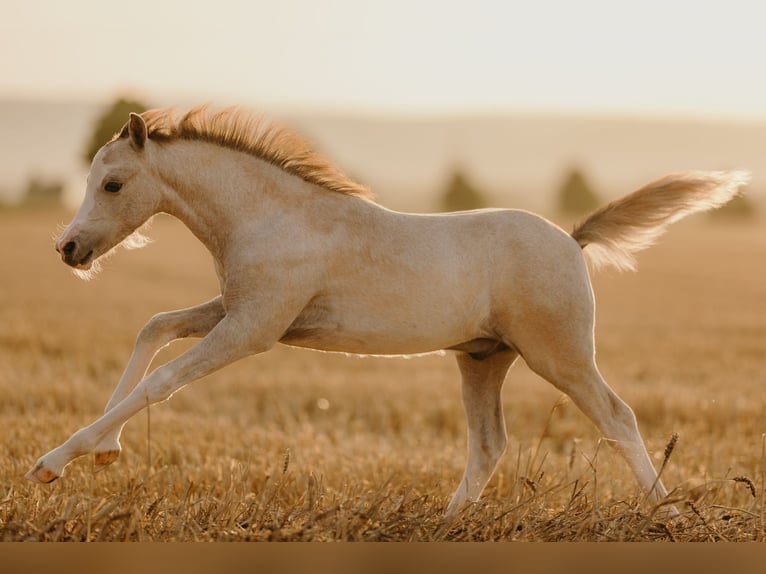 Welsh B Stallion 1 year 11,2 hh Brown Falb mold in ElzeElze