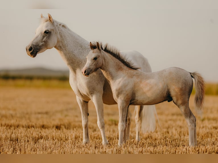 Welsh B Stallion 1 year 11,2 hh Brown Falb mold in ElzeElze