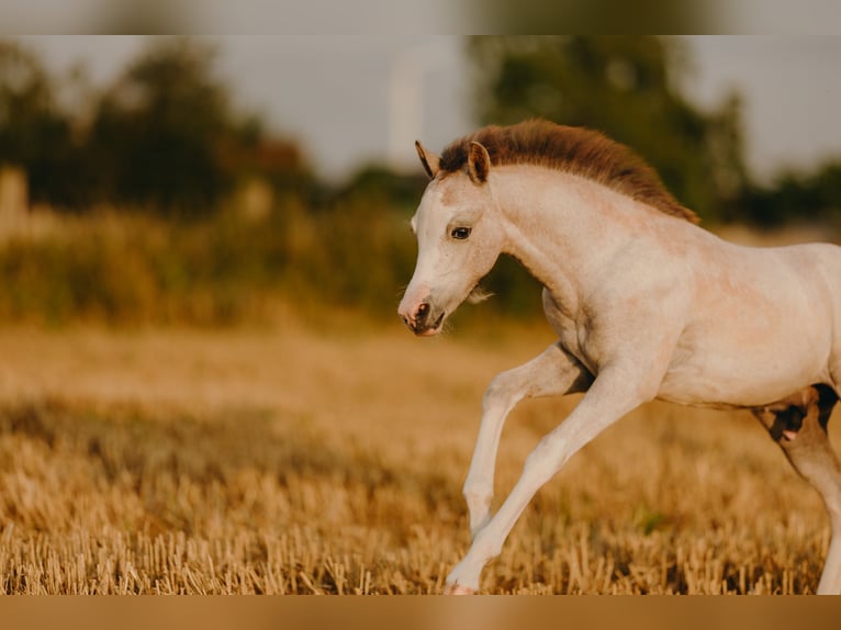 Welsh B Stallion 1 year 11,2 hh Brown Falb mold in ElzeElze