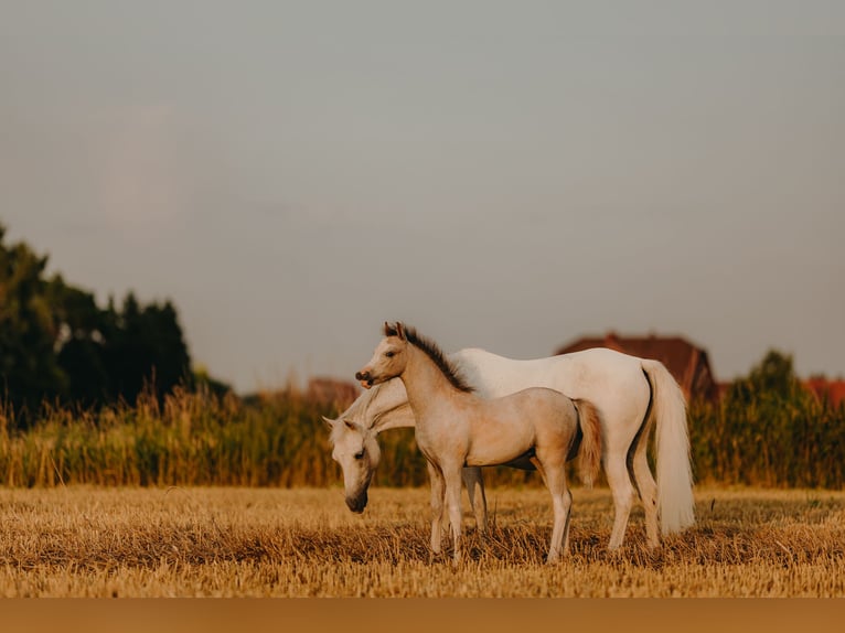 Welsh B Stallion 1 year 11,2 hh Brown Falb mold in ElzeElze