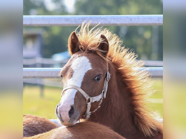 Welsh B Stallion 1 year 12,3 hh Chestnut-Red in Dörpen