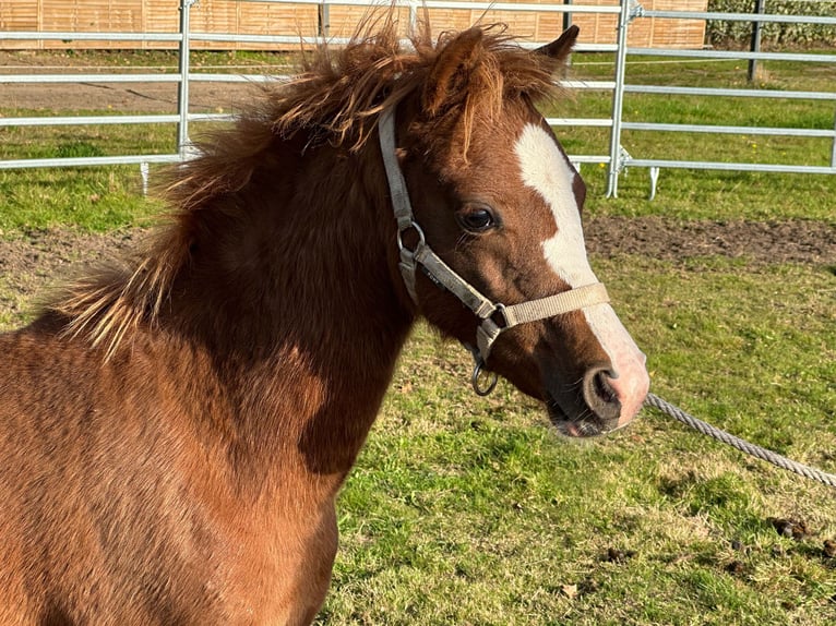 Welsh B Stallion 1 year 12,3 hh Chestnut-Red in Dörpen