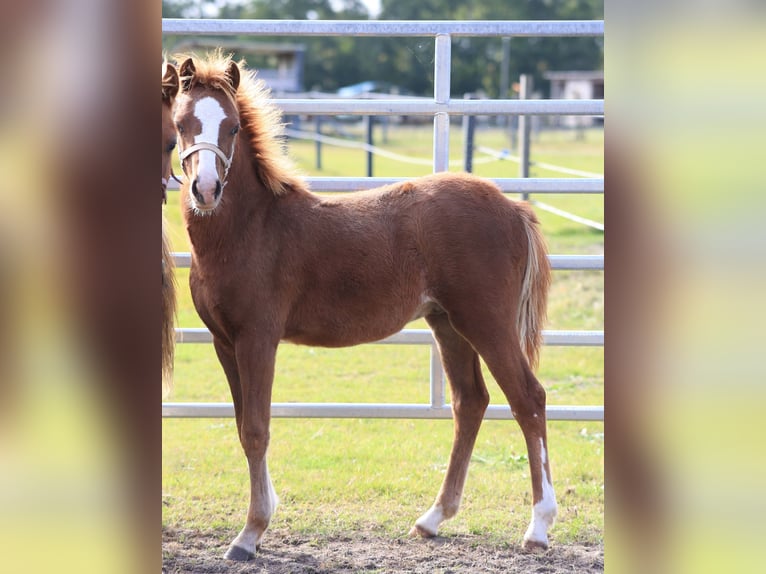 Welsh B Stallion 1 year 12,3 hh Chestnut-Red in Dörpen