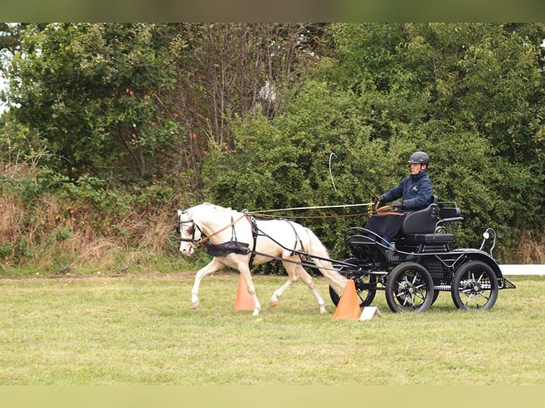 Welsh B Stallion 1 year 12.3 hh Perlino in Petershagen