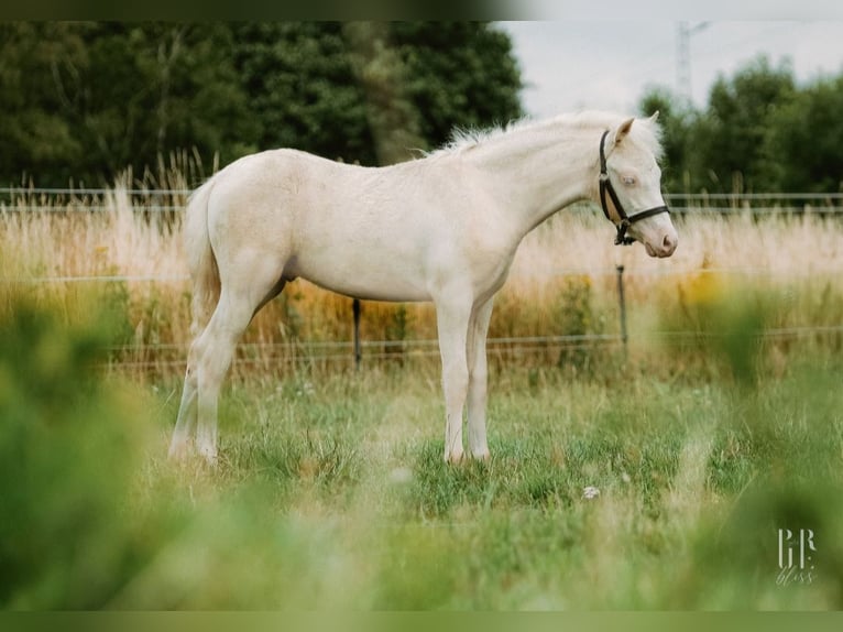 Welsh B Stallion 1 year 12.3 hh Perlino in Petershagen