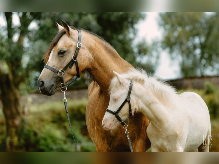 Welsh B Stallion 1 year 12.3 hh Perlino in Petershagen