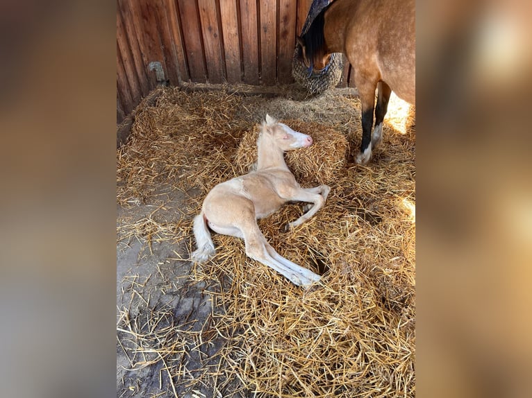 Welsh B Stallion 1 year 12,3 hh Perlino in Petershagen
