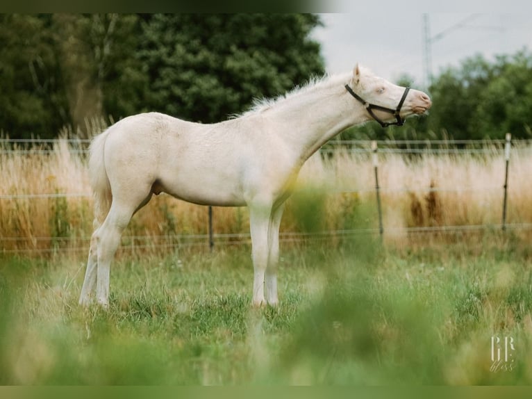 Welsh B Stallion 1 year 12,3 hh Perlino in Petershagen