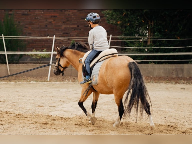 Welsh B Stallion 1 year 12,3 hh Perlino in Petershagen