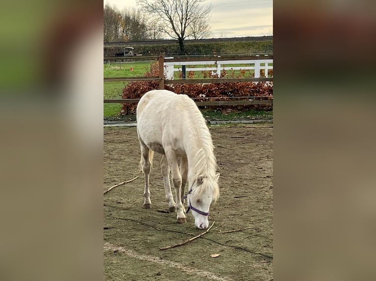 Welsh B Stallion 1 year 12,3 hh Perlino in Petershagen