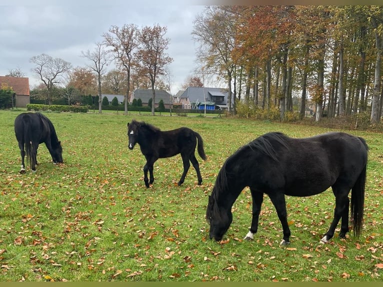 Welsh B Stallion 1 year 13.1 hh Black in Oldebroek