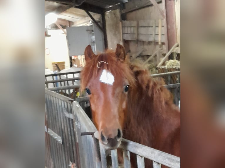 Welsh B Stallion 1 year 13,1 hh Chestnut in Oldebroek