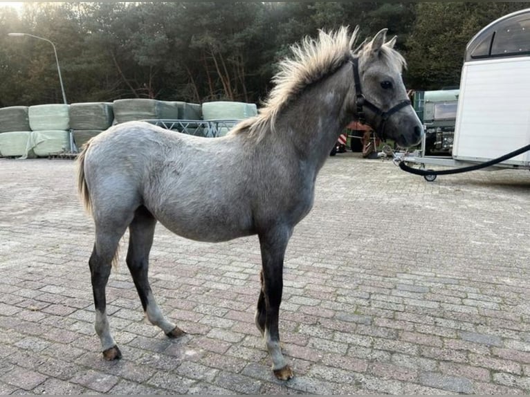 Welsh B Stallion 1 year 13,1 hh Dun in Worpswede