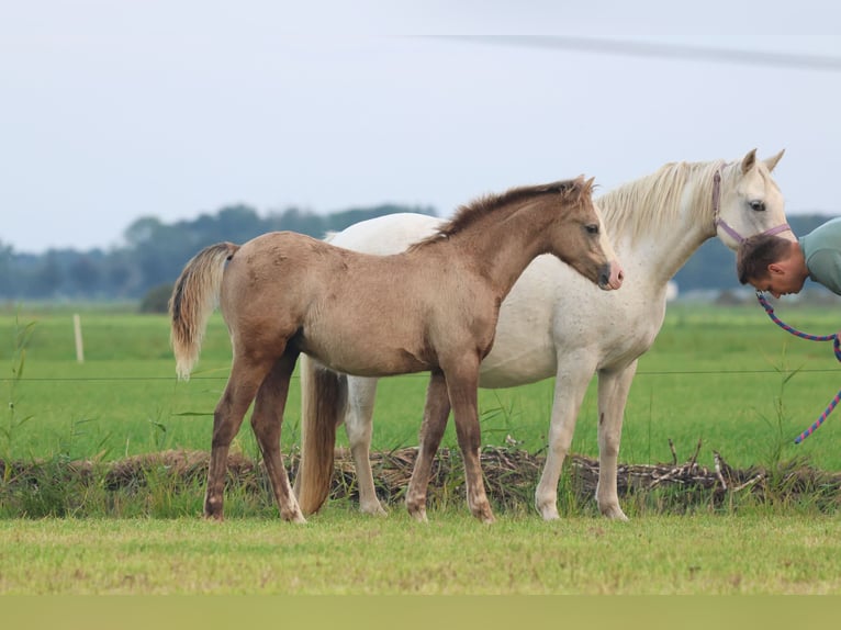 Welsh B Stallion 1 year 13,1 hh Gray in &#39;t Harde