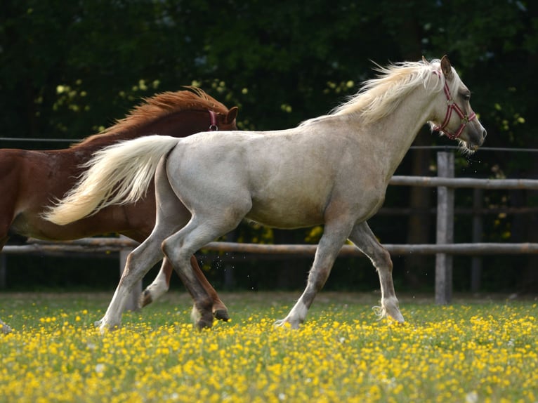 Welsh B Stallion 1 year 13.1 hh Palomino in Rennertshofen