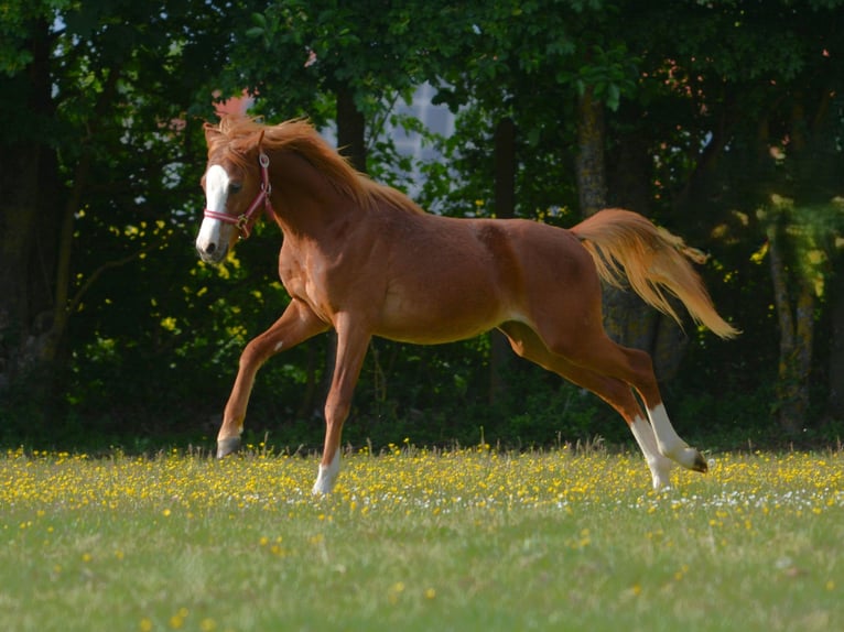 Welsh B Stallion 1 year 13.1 hh Palomino in Rennertshofen