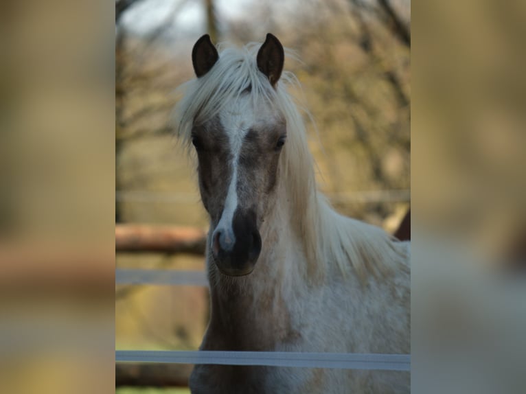 Welsh B Stallion 1 year 13.1 hh Palomino in Rennertshofen