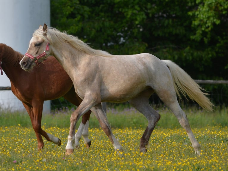 Welsh B Stallion 1 year 13.1 hh Palomino in Rennertshofen