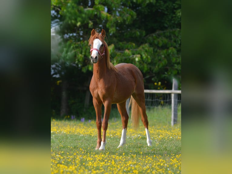 Welsh B Stallion 1 year 13.1 hh Palomino in Rennertshofen
