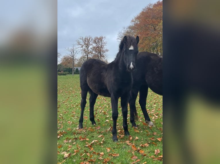 Welsh B Stallion 1 year 13,1 hh Black in Oldebroek