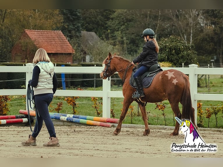Welsh B Stallion 1 year 13,1 hh Palomino in Petershagen