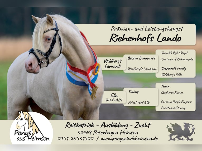 Welsh B Stallion 1 year 13,1 hh Palomino in Petershagen