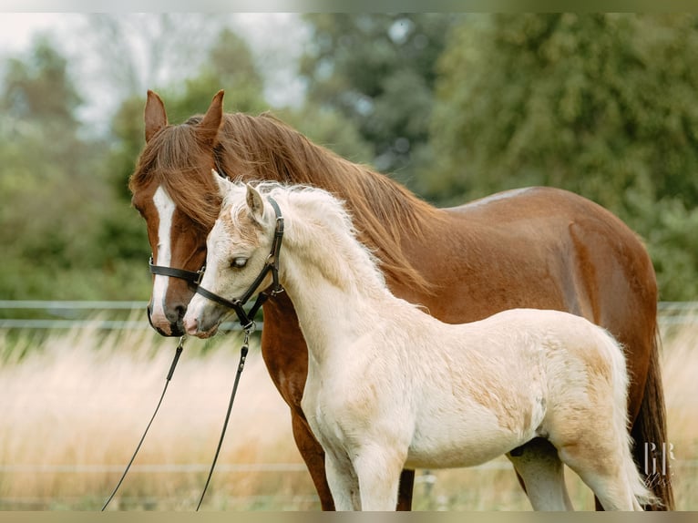 Welsh B Stallion 1 year 13,1 hh Palomino in Petershagen