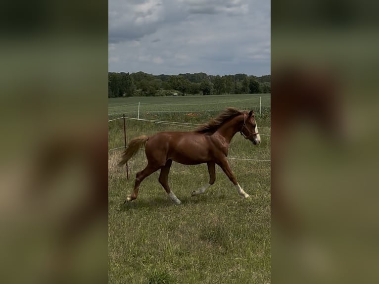 Welsh B Mix Stallion 1 year 13,2 hh Chestnut-Red in Gangloffs&#xF6;mmern