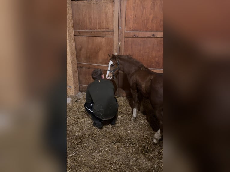 Welsh B Mix Stallion 1 year 13,2 hh Chestnut-Red in Gangloffs&#xF6;mmern