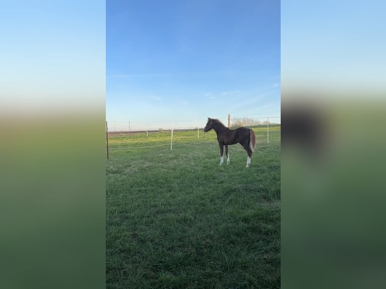 Welsh B Mix Stallion 1 year 13,2 hh Chestnut-Red in Gangloffs&#xF6;mmern