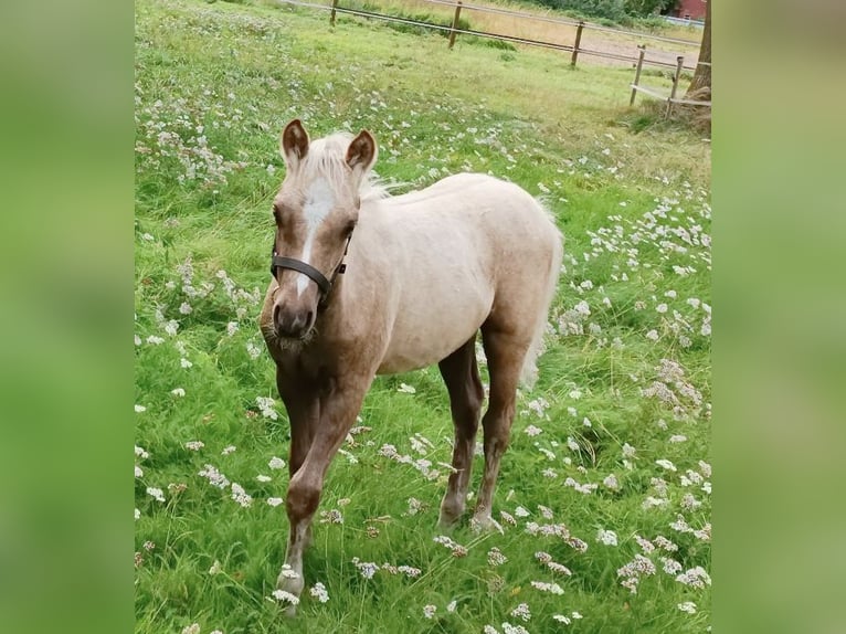 Welsh B Stallion 1 year in Cloppenburg