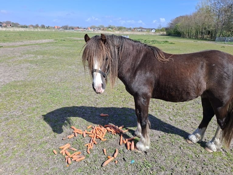 Welsh B Stallion 1 year  in Egmond aan Zee