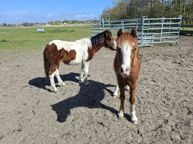 Welsh B Stallion 1 year  in Egmond aan Zee