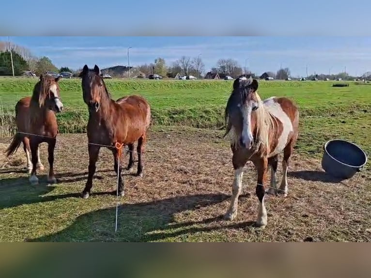 Welsh B Stallion 1 year  in Egmond aan Zee
