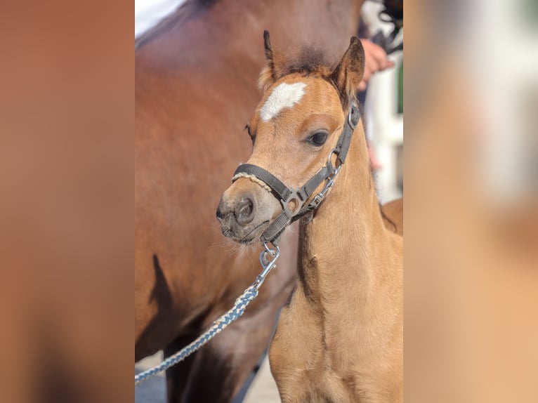 Welsh B Stallion 1 year Brown in Hoppenrade