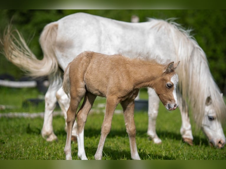 Welsh B Stallion 1 year Can be white in Wörth an der Donau