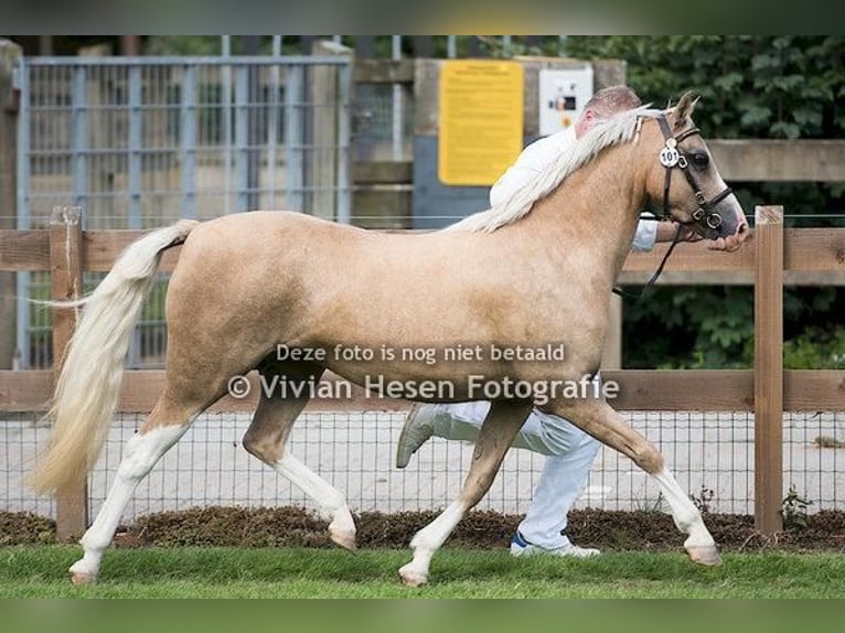 Welsh B Stallion 1 year Chestnut-Red in Dalfsen
