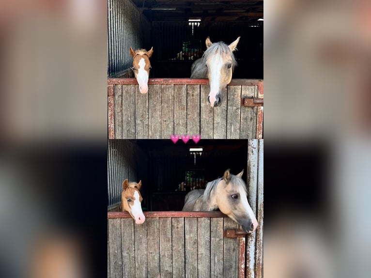 Welsh B Stallion 1 year Chestnut-Red in Stolberg (Rheinland)