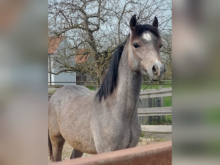 Welsh B Stallion 1 year Gray in Rennertshofen
