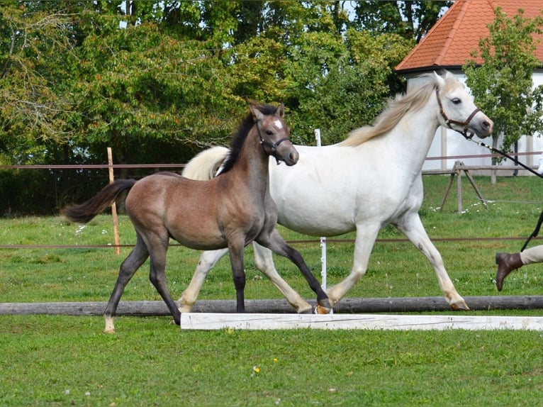 Welsh B Stallion 1 year Gray in Rennertshofen