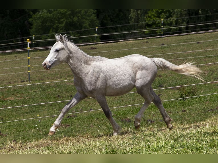Welsh B Stallion 1 year Gray in W&#xF6;rth an der Donau